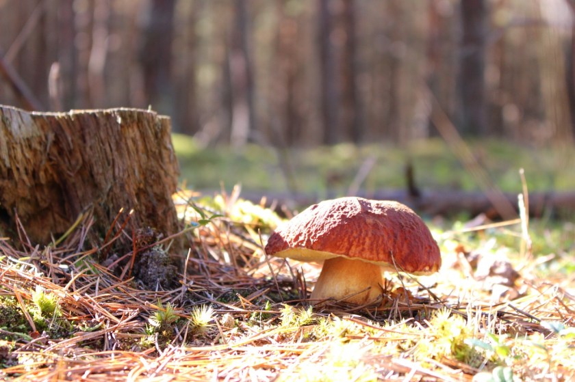 boletus-970459_1280