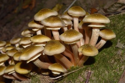 cavanaugh-2828272_1280