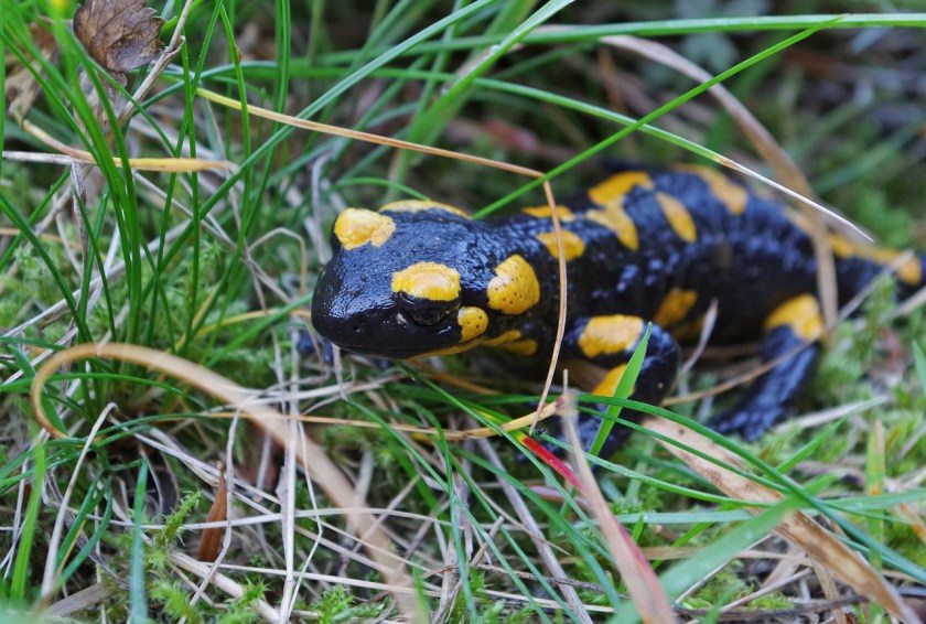 salamander-1126591_1280