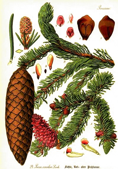 abete rosso Picea abies tavola
