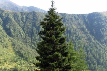 Abies-alba-Abete-Bianco