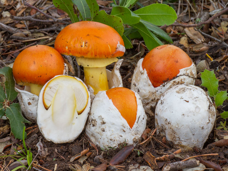 Amanita caesarea