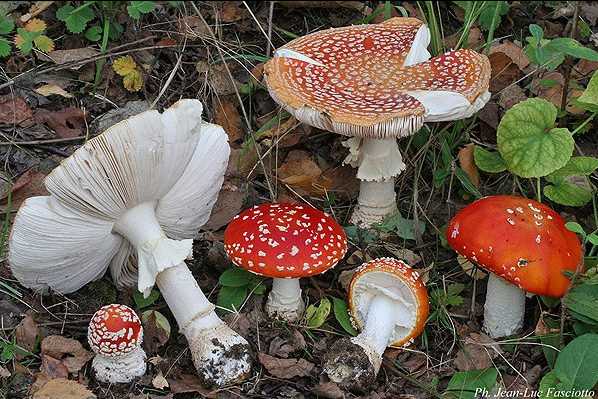 amanita_muscaria_22941.jpg