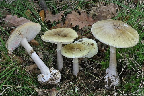 amanita_phalloides_2_435.jpg