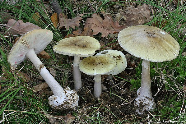 amanita_phalloides_2_435