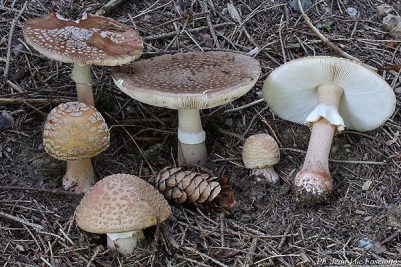 amanita_rubescens_0345-e1541228116180.jpg