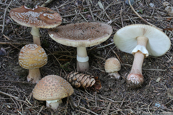 amanita_rubescens_0345