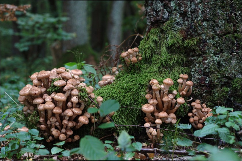 armillaria-mellea-1006903_1280