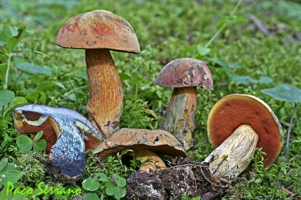 Boletus-luridus[1]