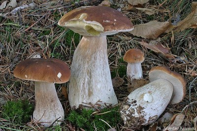 boletus_edulis.jpg