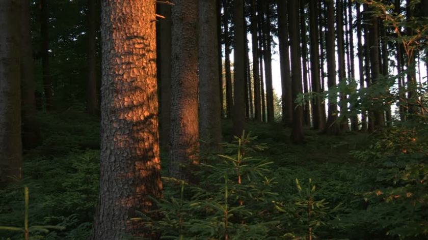bosco-di-abeti-pinacea-corteccia
