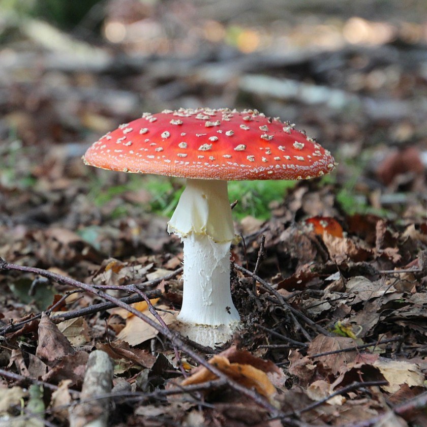 amanite muscaria