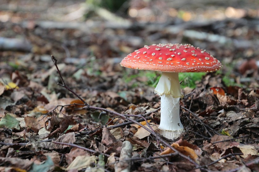 fly-agaric-2787133_1280.jpg