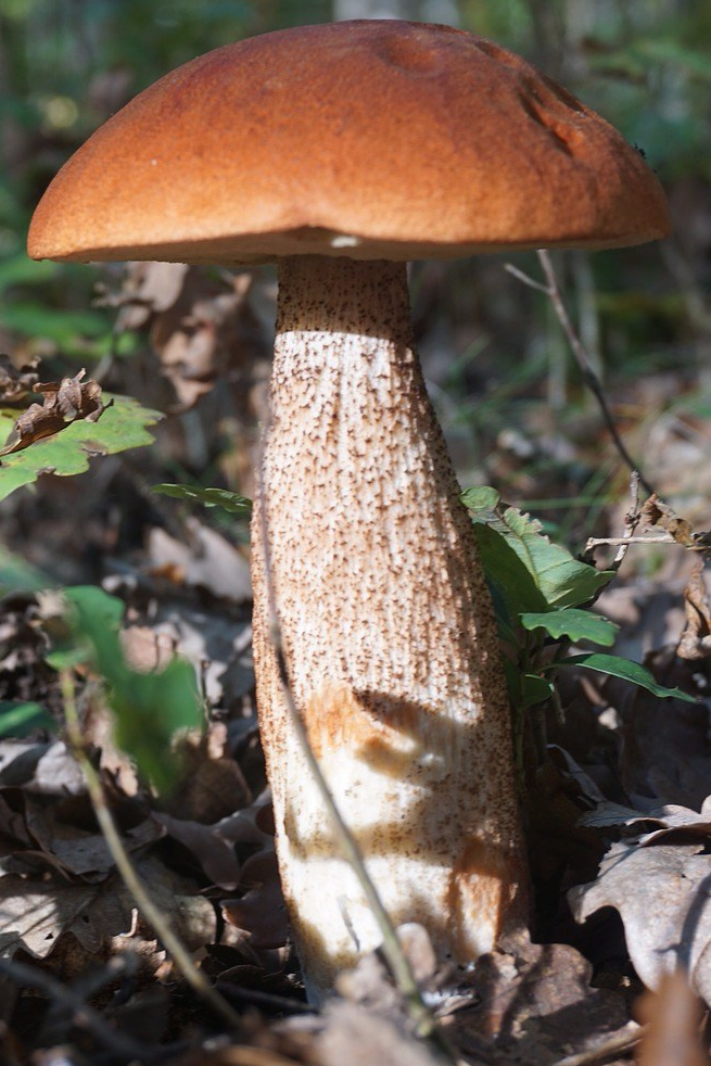 fungus-2848594_1280.jpg