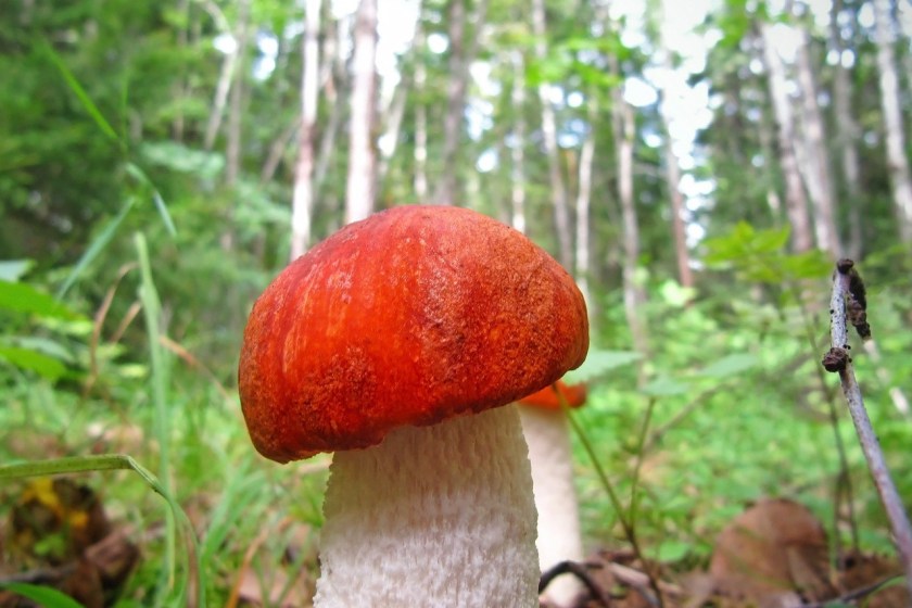 leccinum-583722_1280.jpg