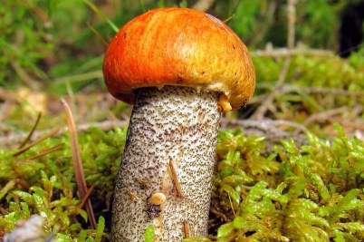 orange-cap-boletus-2953988_1280-e1541229303802.jpg