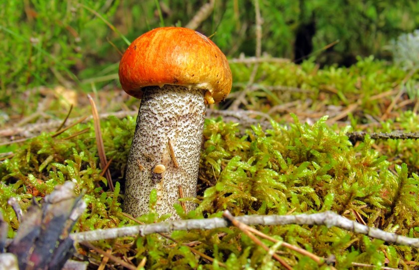 orange-cap-boletus-2953988_1280