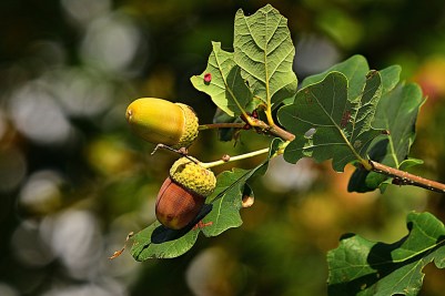 acorn-3694485_1280.jpg