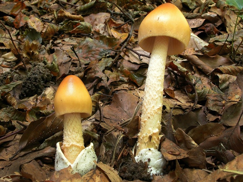 Amanita_crocea2
