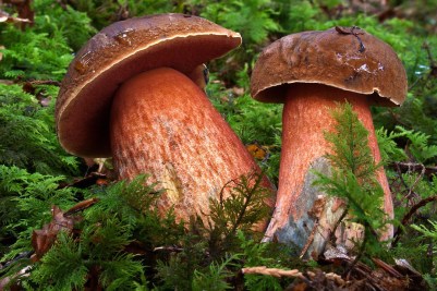 boletus_erythropus.jpg