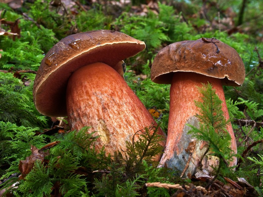 Boletus_erythropus