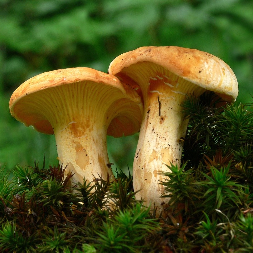 Cantharellus_cibarius