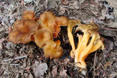 cantharellus_lutescensgr1.jpg