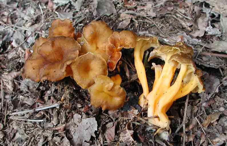 cantharellus_lutescensGR