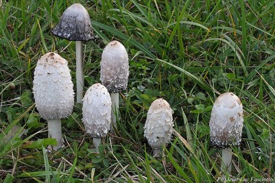 coprinus_comatus_6713.jpg
