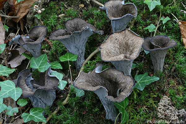 craterellus_cornucopioides_2_413