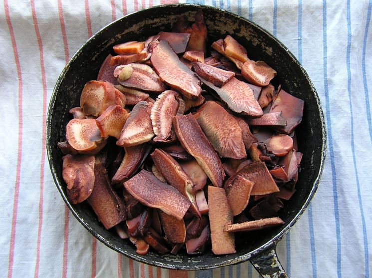 fistulina-hepatica_NG4