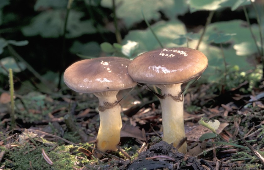 Gomphidius glutinosus1.jpg