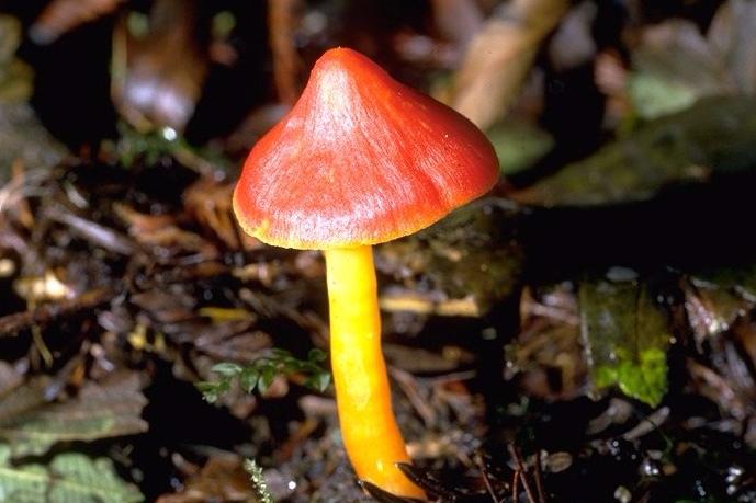 hygrocybe punicea
