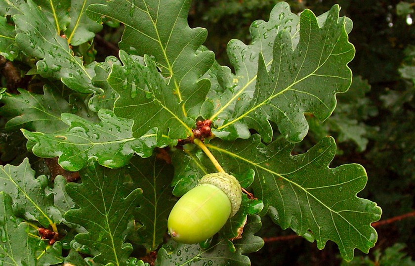 quercus-robur