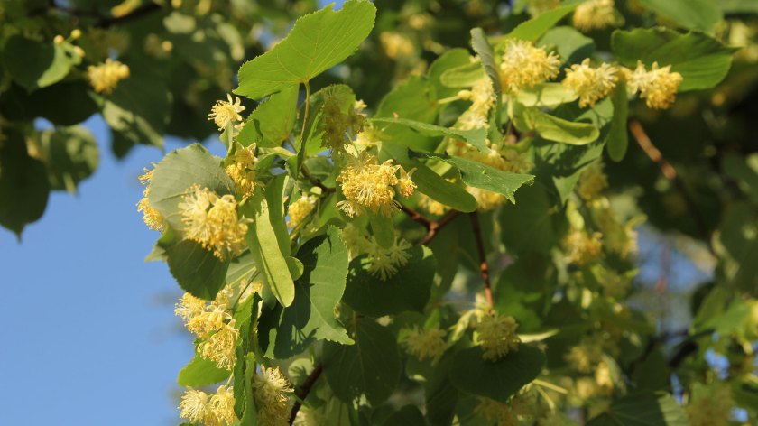 tiglio-pianta