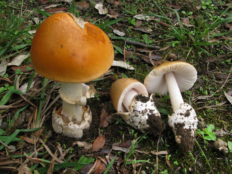 Amanita-crocea-2.