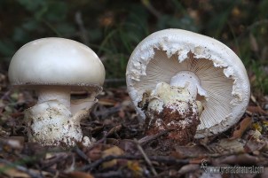 amanita-ovoidea-3.jpg