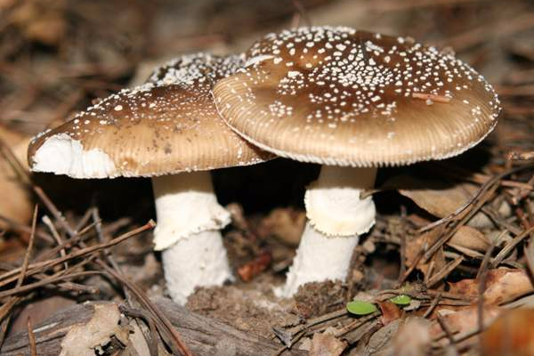 amanita-pantherina7