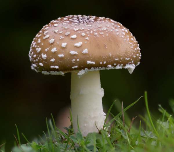 amanita-pantherina9