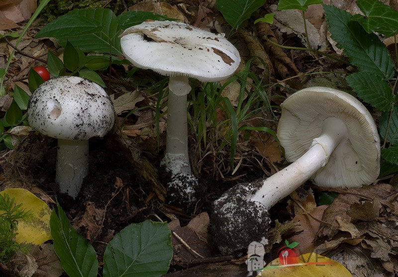 Amanita-Verna1.jpg