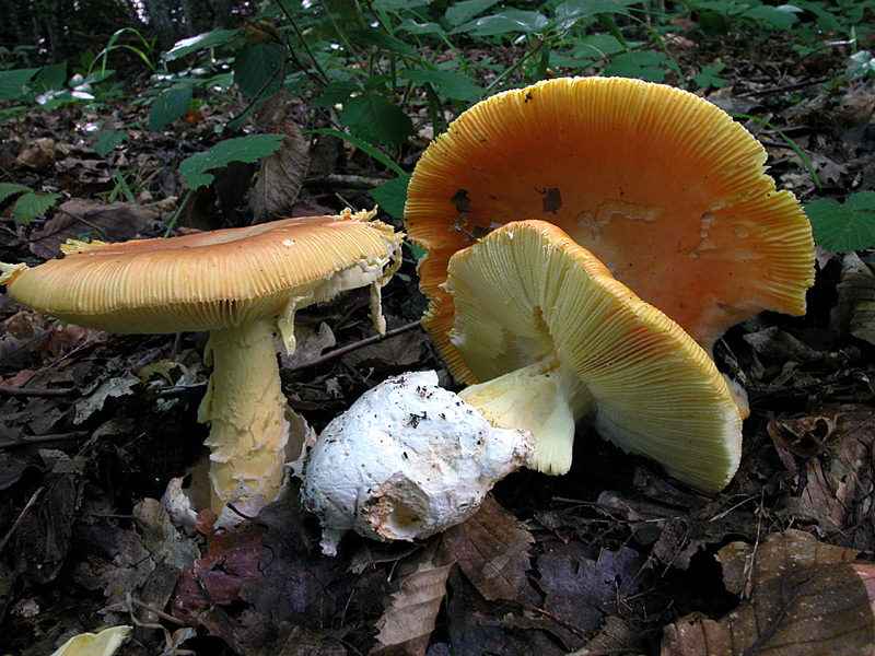 amanita_caesarea2.jpg