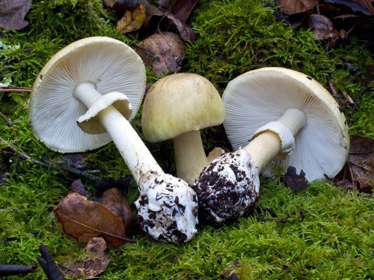 Amanita_phalloides(mgw-22)