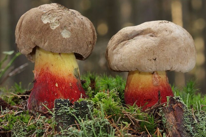 boletus-calopus-6913-09-23-e1541951773180.jpg