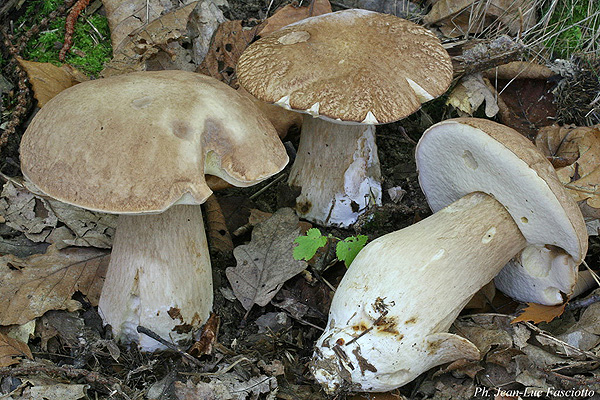 boletus_reticulatus_2_280