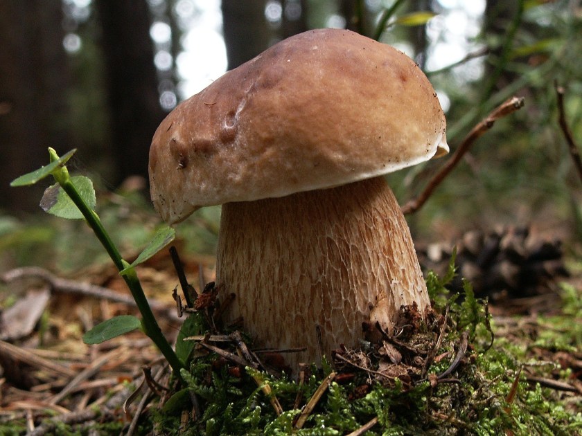 Boletus_reticulatus_a