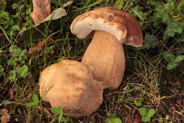 Boletus_reticulatus,I_MWS133977