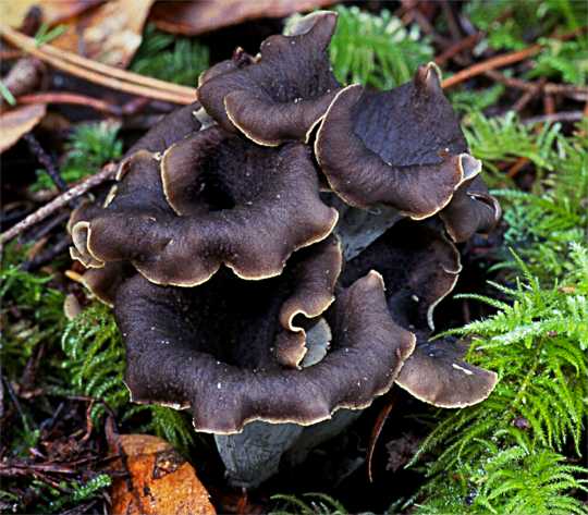 Craterellus cornucopioides