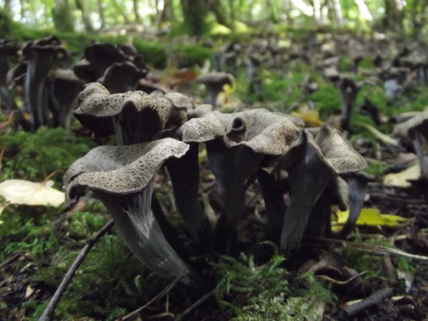 Craterellus cornucopioidesx
