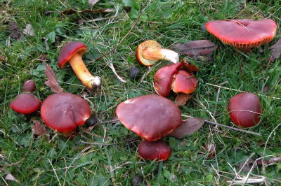 hygrocybe_punicea.jpg