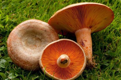 lactarius-deliciosus6.jpg